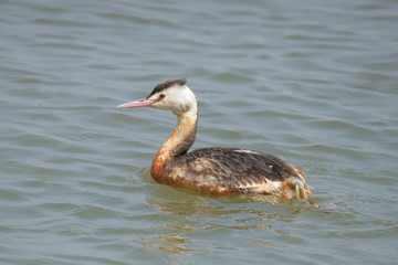 水質悪化で羽毛が汚れた水鳥（カンムリカイツブリ）　Waterfowl feathers dirty with water quality deterioration (Great Crested Grebe)