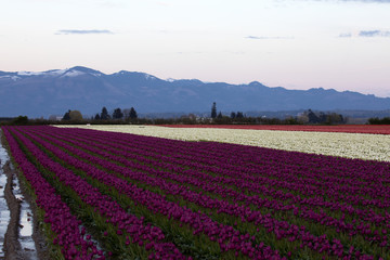Tulip festival, WA, USA. 