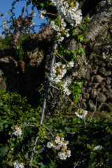 Fototapeta premium Cherry blossom branch on stone wall background