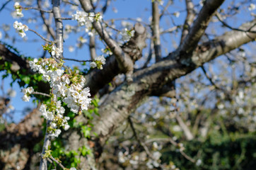 Cherry tree blossom in the valley of Jerte