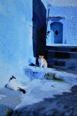 cats in Chefchaouen