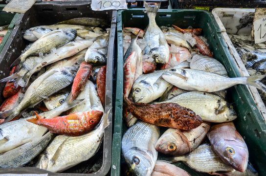Fresh sea fish on ice for sale on market. Seafood. Fishmonger selling fish and seafood. Fishmonger sold fresh fish. Display of: Gilt-head bream, Orata, Sardin, Common pandora, Red scorpionfish, Thunnu