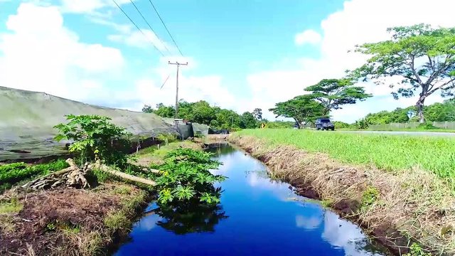 Fly Over A Small Blue River surrounded by greenry In Kota Kinabalu 