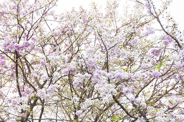 cherry blossoms in white sky, on White background