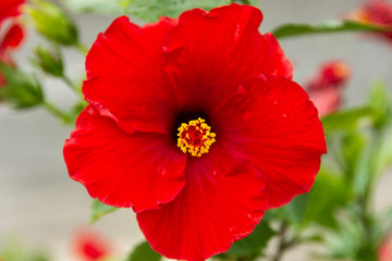 Red hibiscus flowers are blooming with yellow gaysorn stems.