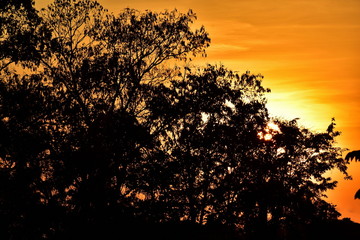 Sunset,The sun falls behind the tree.