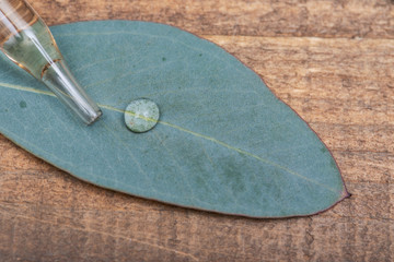 Eucalyptus Essential oil in Amber Round Glass Bottle with Glass Dropper and Fresh Eucalyptus leaves on wooden background. Phytotherapy.