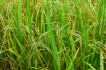 Jasmine rice in golden fields,Thailand
