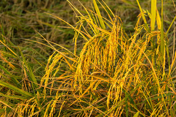Jasmine rice in golden fields,Thailand