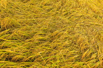 Jasmine rice in golden fields,Thailand