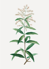 Blooming Lemon verbena
