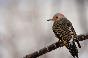 Common Flicker