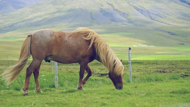 Shot slow motion of  Icelandic horses grazing on a pasture, Concept Travel destinations, Summertime