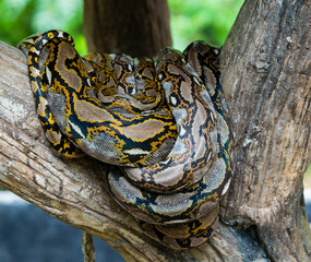 Boa sleeping on branch.