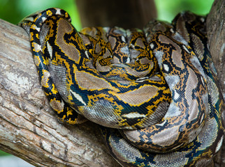 Boa sleeping on branch.