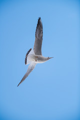 Seagulls flying in the sky