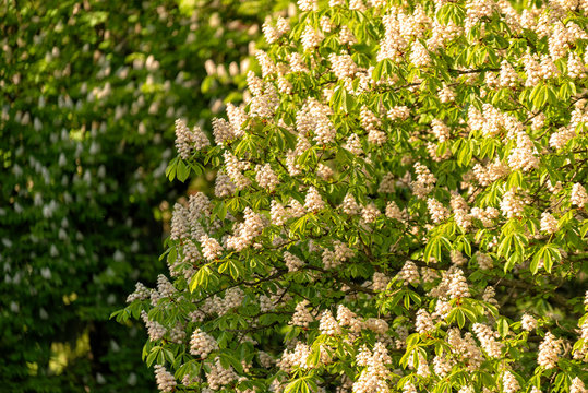 Kastanienb&auml;ume im Fr&uuml;hling in voller Bl&uuml;te
