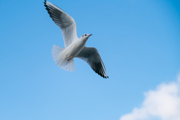 Obraz premium Seagulls flying in the sky