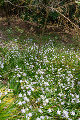 Iris japonica in Kumano, Japan