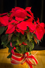 Christmas Poinsettias and Wreath