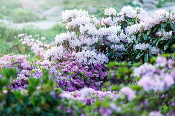 Obraz premium colorful blossoming azalea bushes under sunlights. spring, nature background