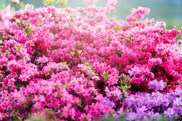 Colorful purple pink azalea flowers in garden. Blooming bushes of bright azalea at spring sunlight. Nature, spring flowers background
