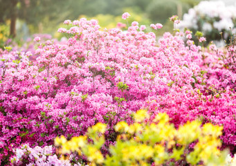 Obraz premium Colorful purple pink azalea flowers in garden. Blooming bushes of bright azalea at spring sunlight. Nature, spring flowers background