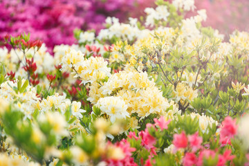 Colorful yellow pink  azalea flowers in garden. Blooming bushes of bright azalea at spring sunlight. Nature, spring flowers background