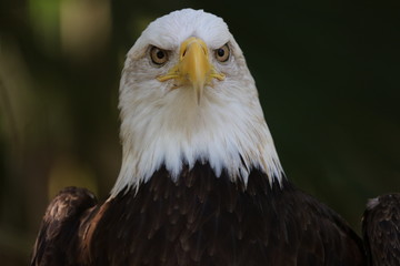 American Bald Eagle
