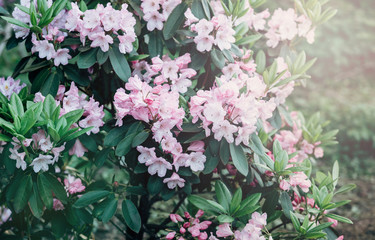 Colorful white azalea flowers in garden. Blooming bushes of bright azalea at spring sunlight. Nature, spring flowers background