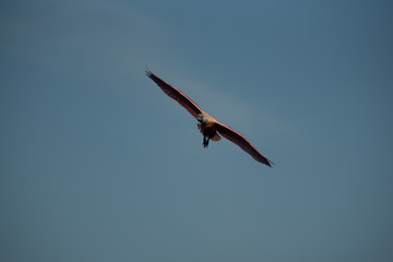 Fototapeta premium Flying Bird
