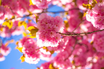 Cherry blossom. Sacura cherry-tree. Branch delicate spring flowers. Springtime. Spring flowers with blue background and clouds. Japanese cherry. Prunus serrulata.