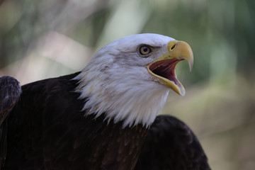 american bald eagle