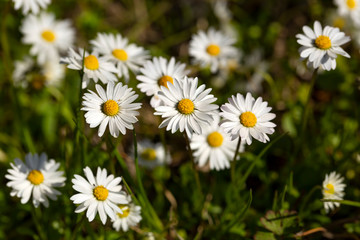 Close-up of common daisy (Bellis perennis) blooming in a meadow in spring, Izmir / Turkey