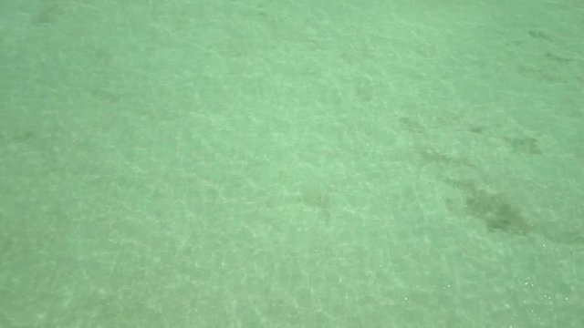 Permit Feeding while Fly Fishing in the Caribbean 