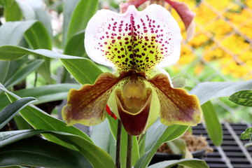 Paphiopedilum, Lady's Slipper. slipper orchid. Variety of Lady Slipper. Paphiopedilum concolor....