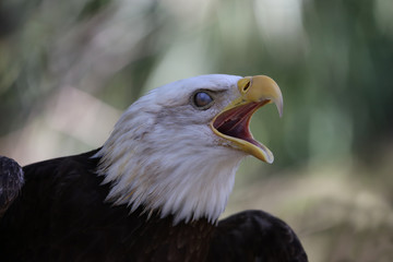 american bald eagle