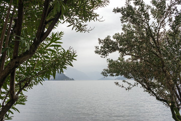 Italy, Varenna, Lake Como, a tree next to a body of water