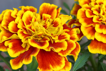 Beautiful french marigold flowers are blooming