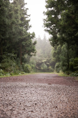 It is a forest road taken in Jeju Island in Korea.