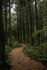 It is a forest road taken in Jeju Island in Korea.