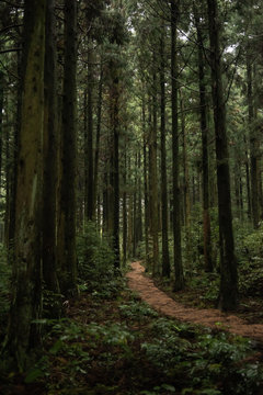 It is a forest road taken in Jeju Island in Korea. © JunOh