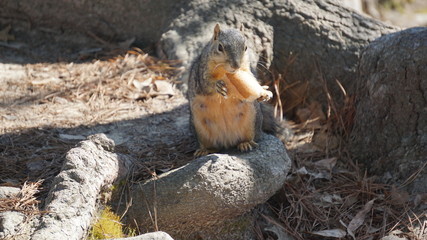 squirrel eating nut