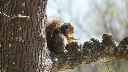 squirrel on tree