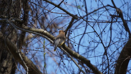 bird on tree