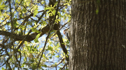 woodpecker on a tree