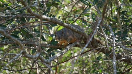 squirrel in a tree