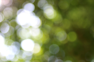 Obraz premium Abstract natural green bokeh background