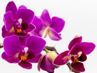 Orchid Up Close on White Background