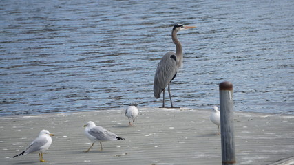 great blue heron in water